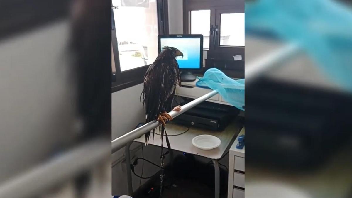 Rescatan un águila en Tenerife que desapareció en Gran Canaria