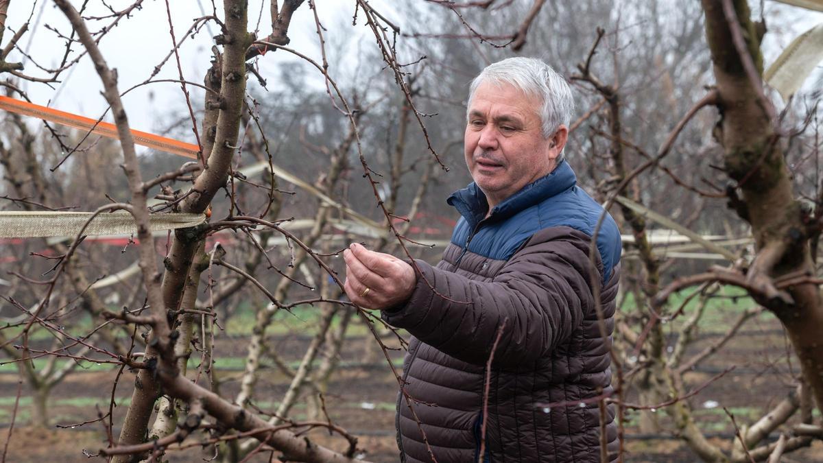 Agustí Camarasa, agricultor y regidor del Ayuntamiento de Alcarràs, en un campo de frutales de su propiedad. Alcarràs, 05 02 2024 Foto Jordi V. P