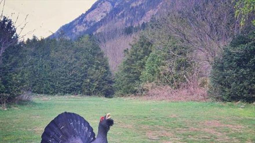 Un urogallo muere debido al acoso al que le sometían los turistas