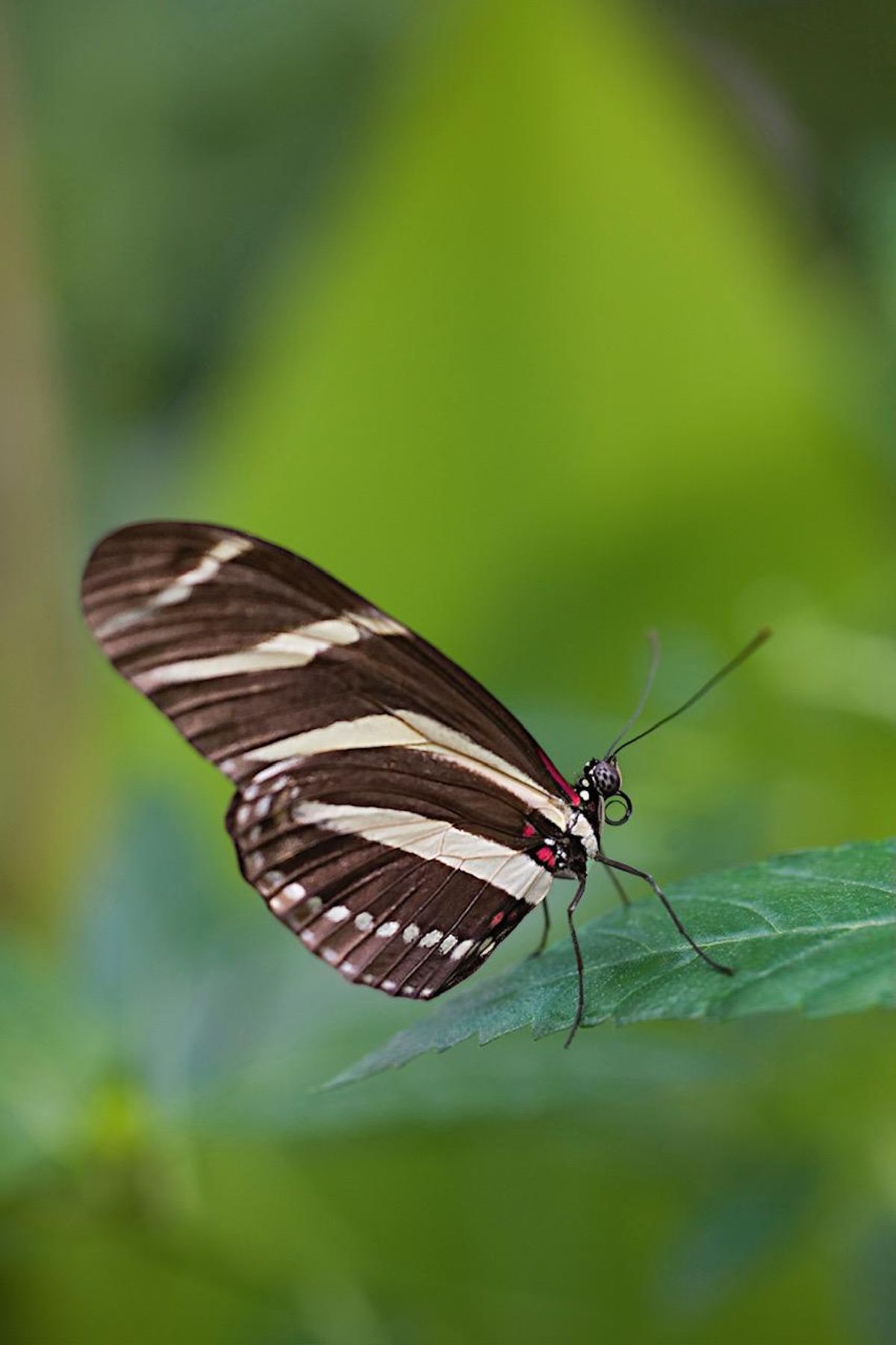 Podrás ver de cerca cómo se alimentan las mariposas, cómo se posan, cómo interactúan
