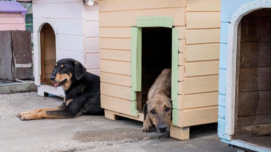 Més del 80% dels animals que arriben als centres de protecció animal no tenen xip