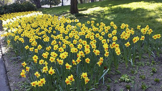 Floració. Bonic parterre de narcisos grocs que, juntament amb l’herba verda, ens anuncia l’arribada de bones temperatures .