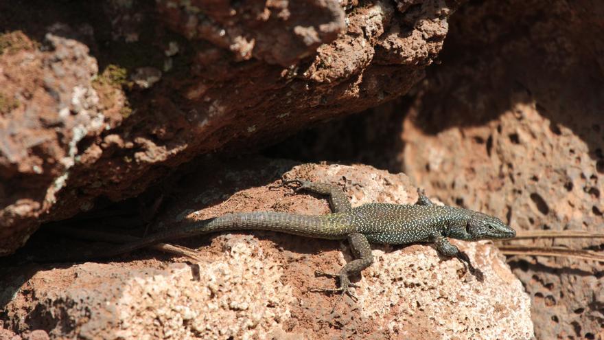 El reptil portugués que viajó de polizón a Las Palmas de Gran Canaria