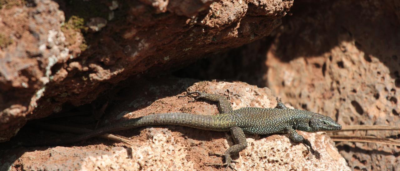 Un ejemplar de lagartija de Madeira.