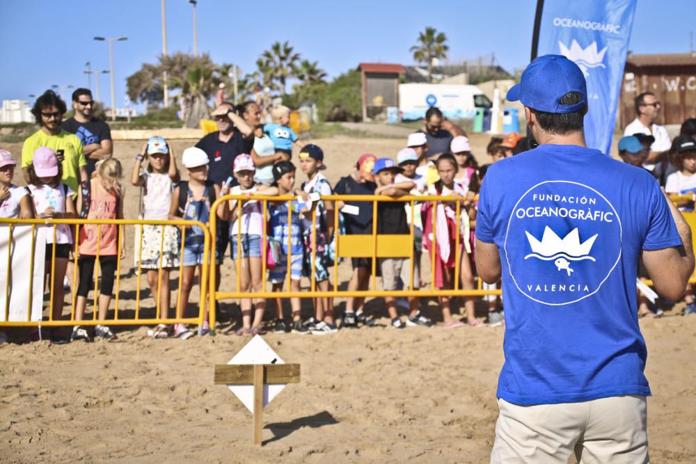 Ocenanogràfic, Acuario de Sevilla, y el Ayuntamiento de Torrevieja organizaron una suelta de 6 tortugas jóvenes procedente de un nido de las playas de Sueca (Valencia) con la participación de escolare