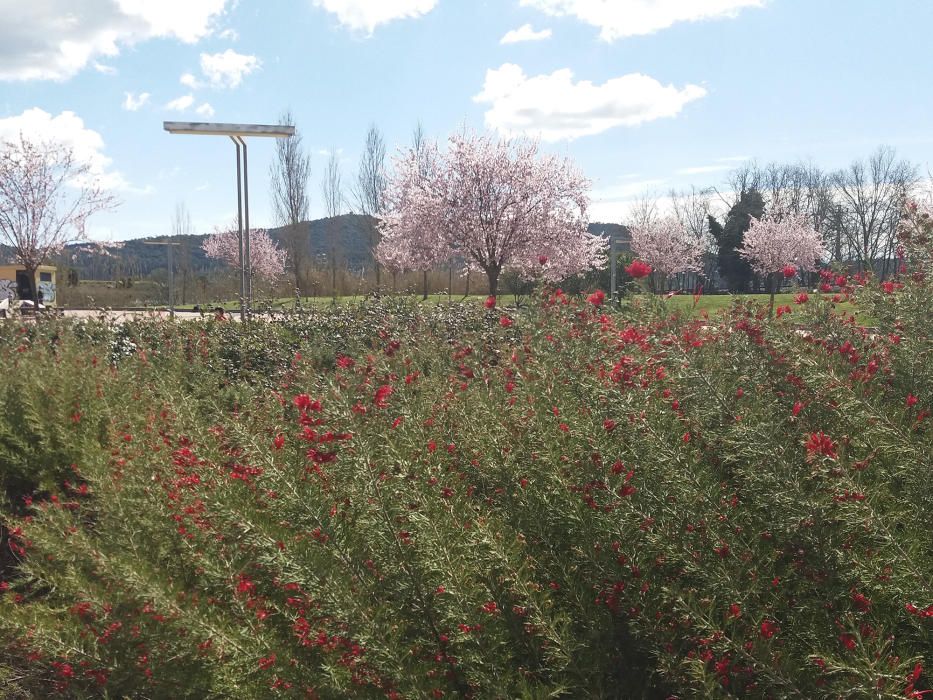 Vistositat. Floreixen els ametllers i les plantes per donar llum i color a la primavera.