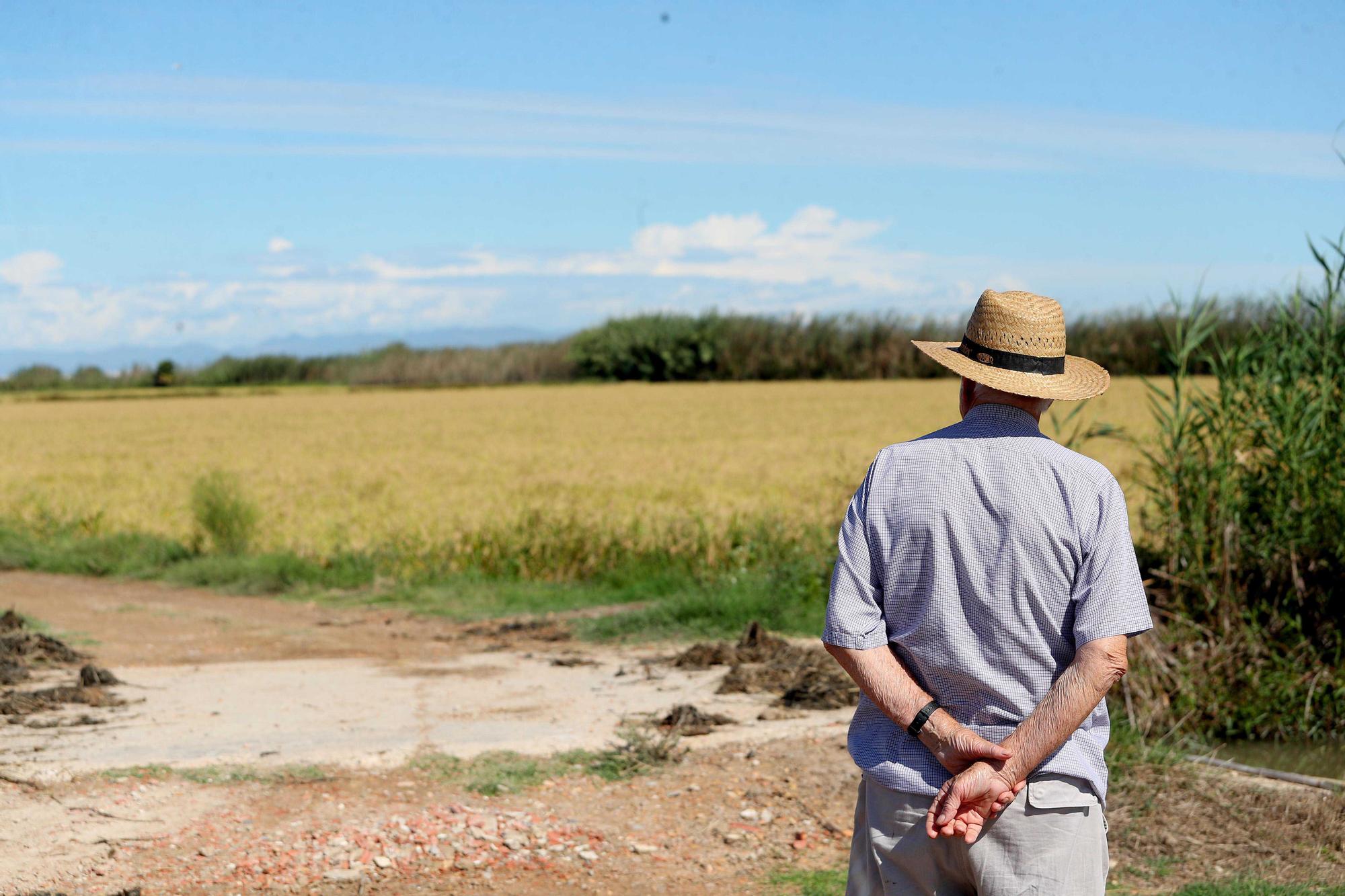 Comienza la siega del arroz en el Parque natural de La Albufera