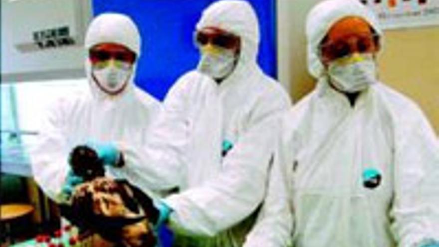 Dos hospitalizados en Grecia de forma preventiva por la gripe aviaria