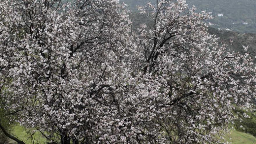 Almendro en flor de Tejeda. | quique curbelo