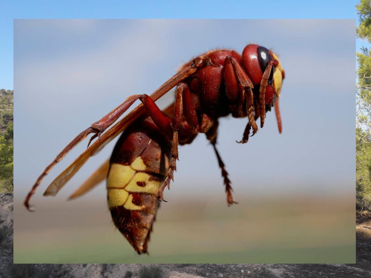 El avispón oriental está expandiéndose por el sur de la Península
