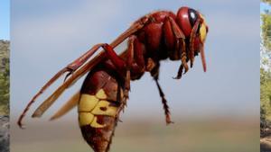 El avispón oriental está expandiéndose por el sur de la Península