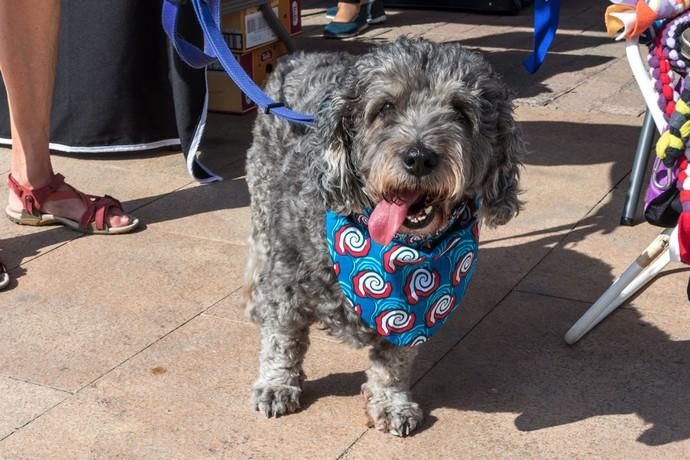 II Feria de Mascotas en Maspalomas