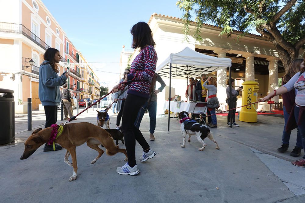 Es Mercat Vell acoge una jornada de adopción responsable promovida por el Centro de Protección Animal de sa Coma.