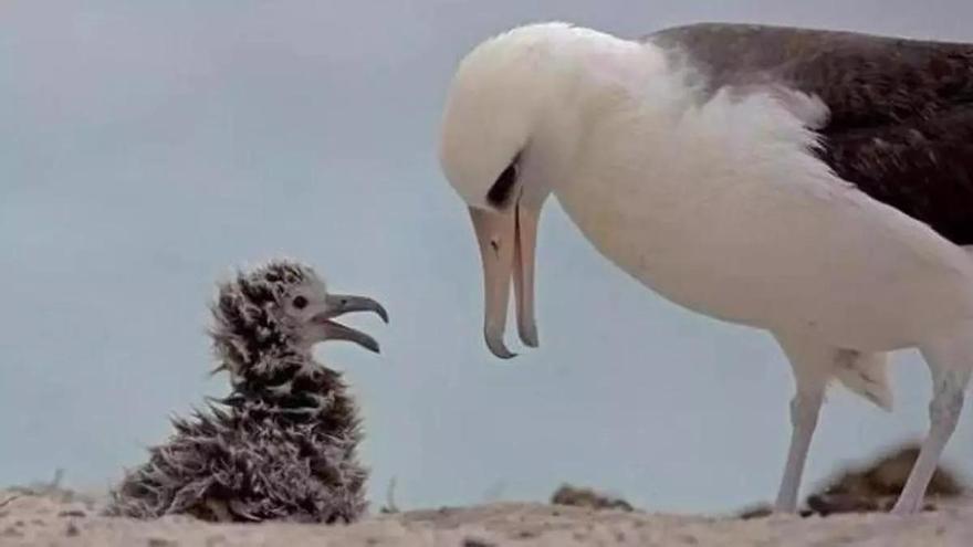 Wisdom, el albatros que desafía al tiempo: madre a los 75 años y símbolo de supervivencia en el Pacífico