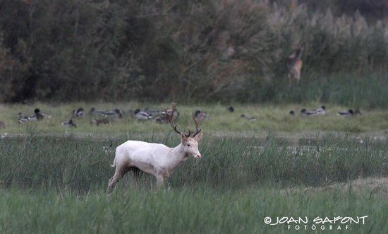 Una daina blanca als Aiguamolls de l''Empordà