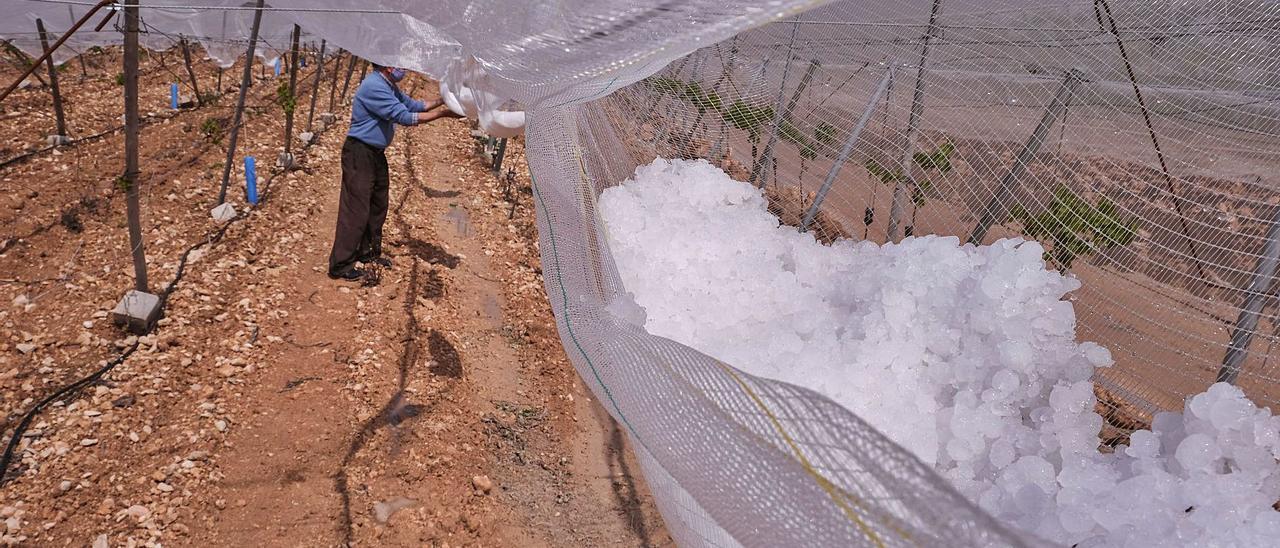 El pedrisco caído en La Romana también ha destrozado las mallas que protegen a los parrales de uva de mesa del Vinalopó. | ÁXEL ÁLVAREZ