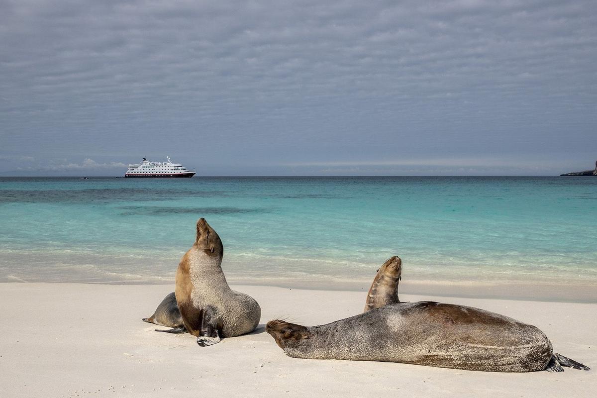 Lobos marinos en una playa de Galápagos