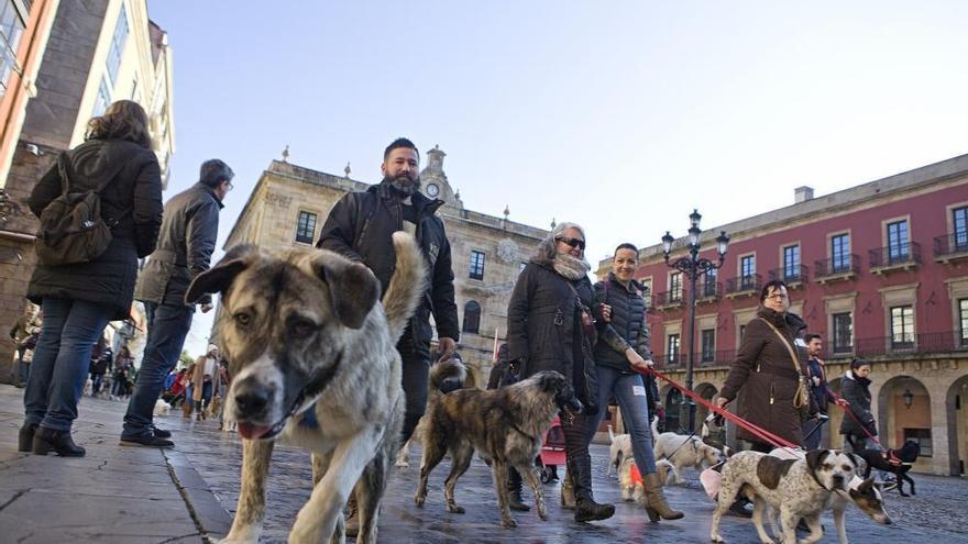 Lo que más ensucia las calles, los excrementos de animales, según Emulsa