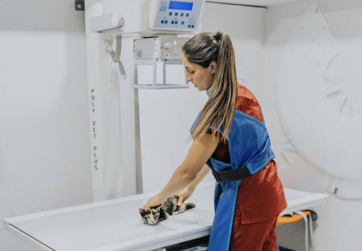 La sala de rayos x de la Clínica Veterinaria San Jorge. | FOTOS: CLÍNICA VETERINARIA SAN JORGE