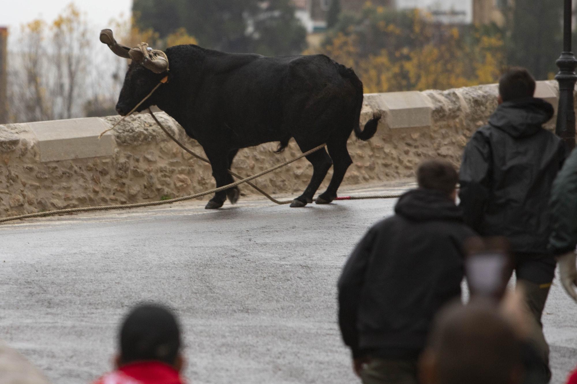 El "Bou en corda" vuelve al Pont Vell de Ontinyent