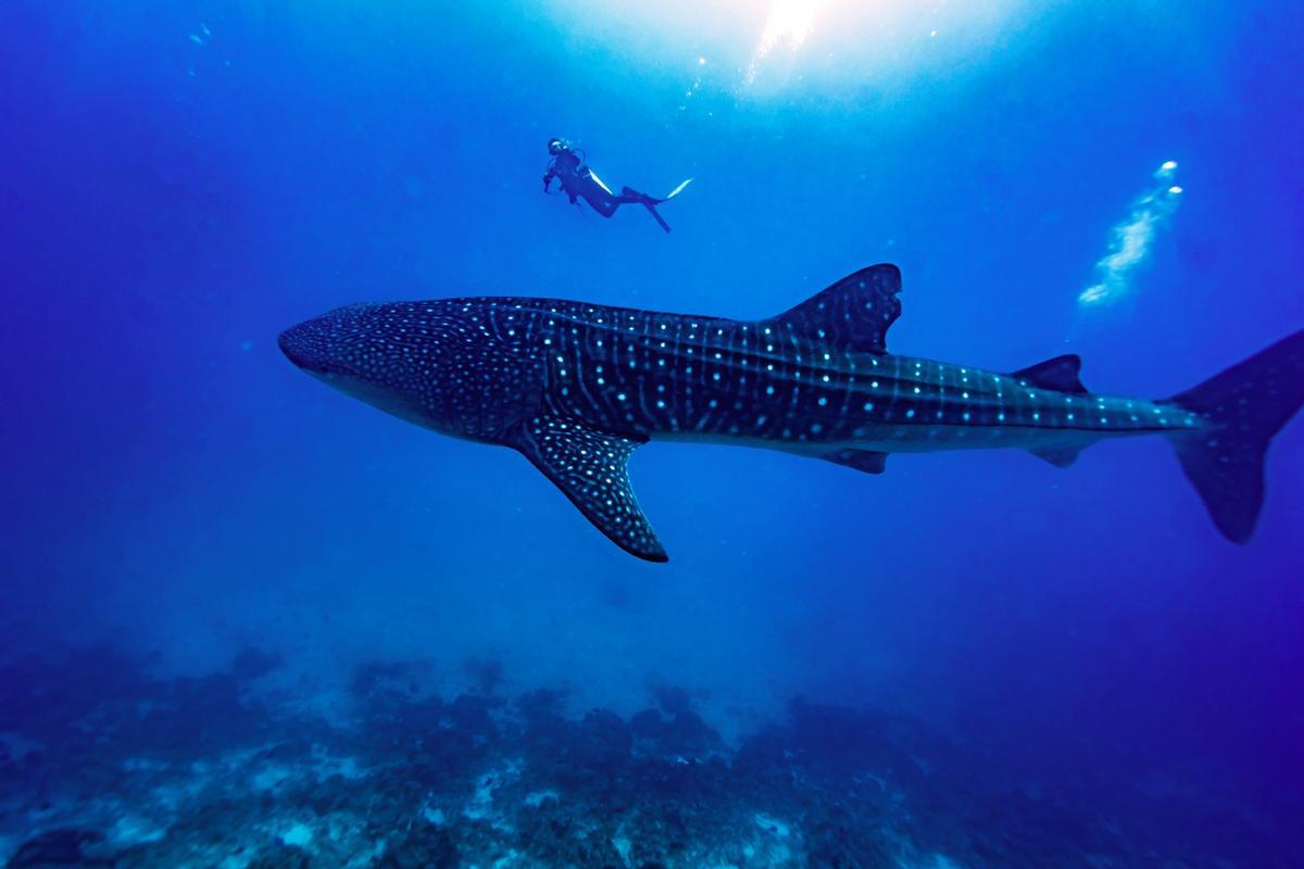 Bañarse con tiburones ballena, una experiencia única en la vida