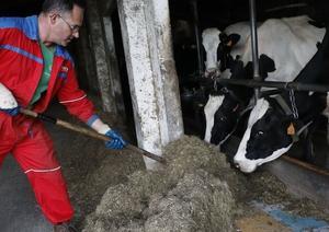 Un ganadero alimenta a sus vacas