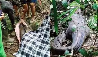 Una serpiente pitón mata y se traga entera a una mujer de 45 años