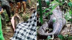 Una serpiente pitón mata y se traga entera a una mujer de 45 años