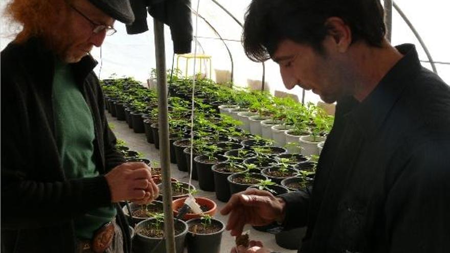 Guillermo, presidente de la asociación, y Domingo, uno de los socios, se lían un porro en el invernadero donde cultivan la marihuana.