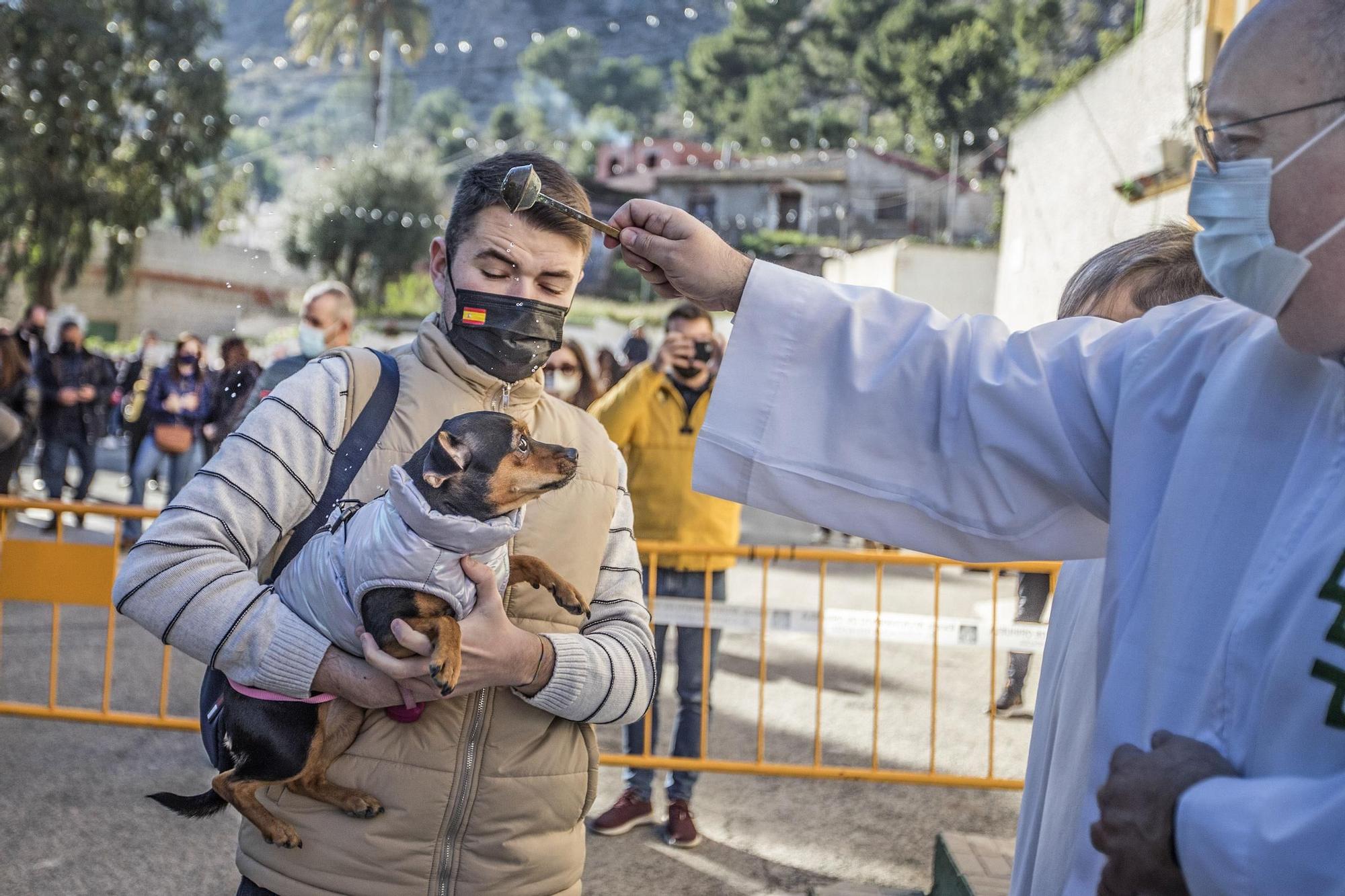 Orihuela: un San Antón con mascarilla