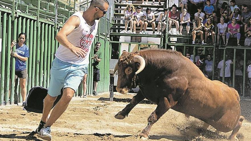 Susto en Catí al arrastrar una vaca por la entrepierna al edil de Fiestas
