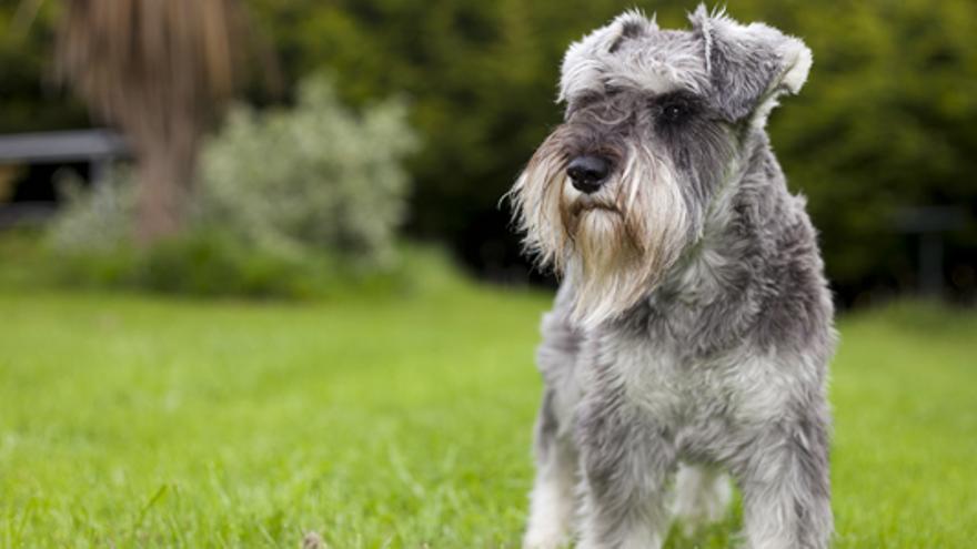 Las 10 mejores razas de perros para niños - Levante-EMV