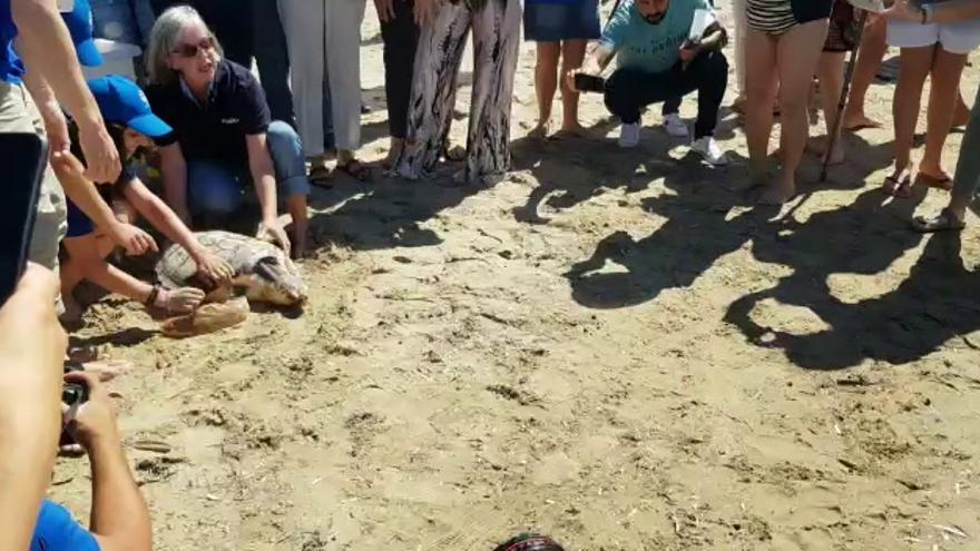 Sueltan en libertad a 'Donosti' en la playa de la Concha