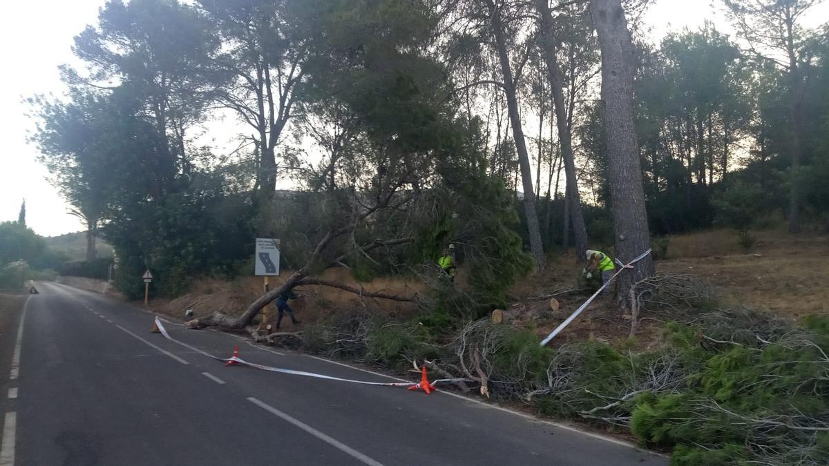 Operarios de las brigadas de Carcaixent y bomberos trabajan en la retirada de las ramas caídas en el término municipal.