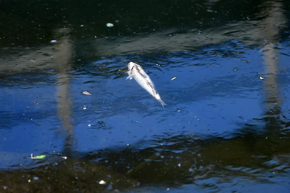 Aparecen peces muertos flotando en el río Lérez