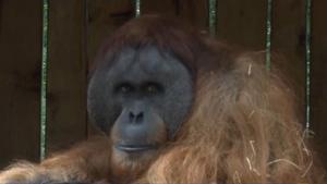 Walter, el orangután oráculo que predice resultados