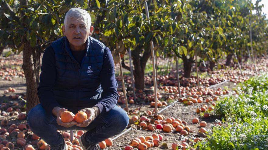 Destríos de hasta el 30 % de los caquis indignan a los agricultores de la Ribera
