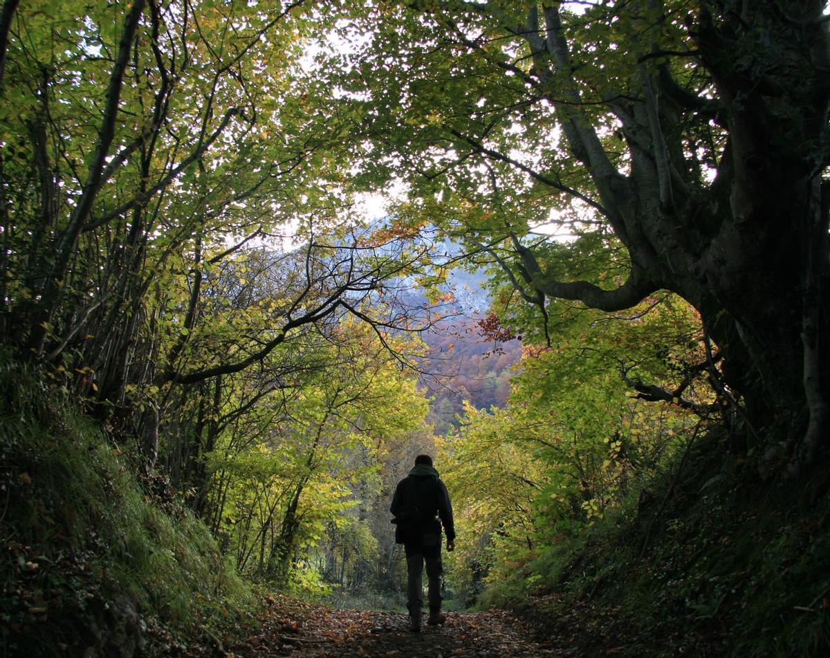 TURISTA EN UN BOSQUE DE SOMIEDO.