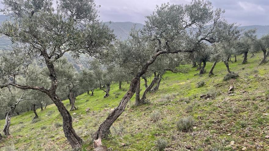 Agricultores y ganaderos, optimistas al mejorar las perspectivas