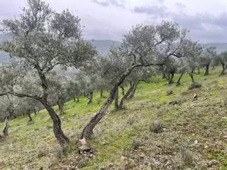 Agricultores y ganaderos, optimistas al mejorar las perspectivas