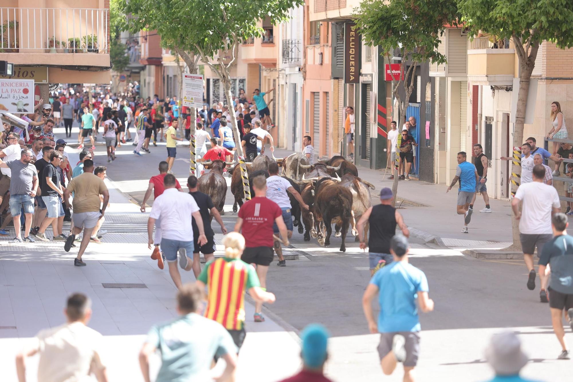 Encierro de cerriles en las fiestas de Sant Pere del Grau