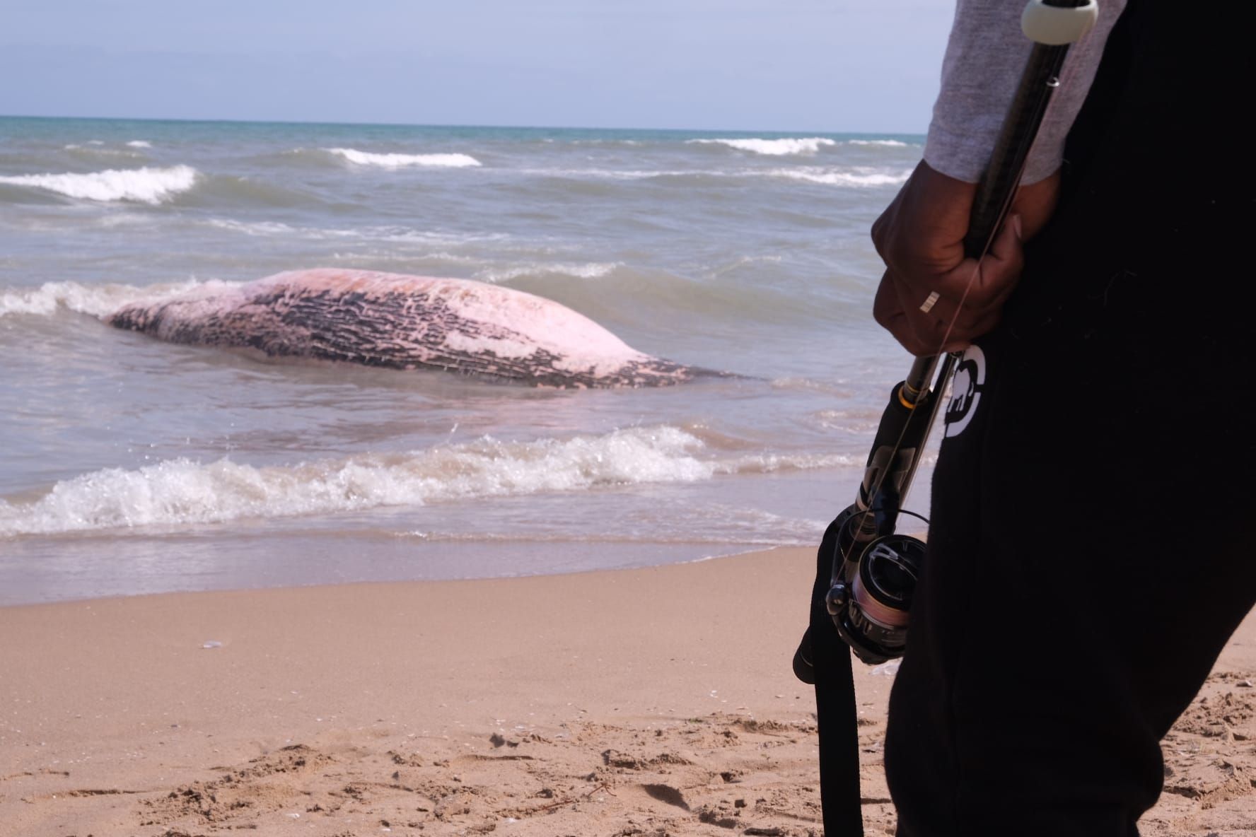 Aparece una ballena en Guadamar