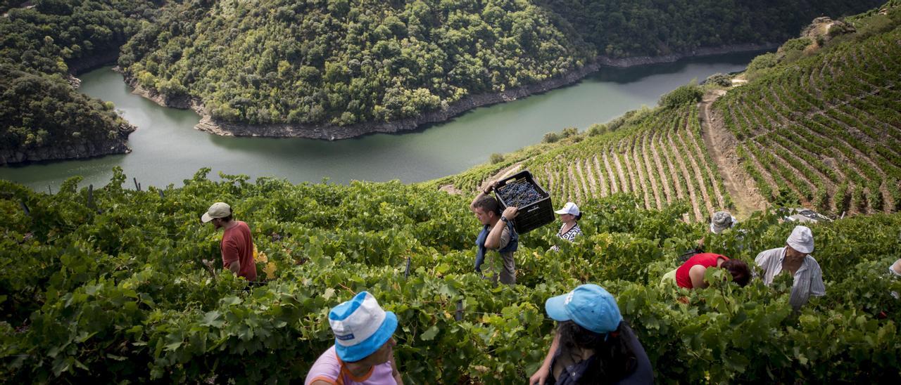 Vendimia en la Ribeira Sacra.