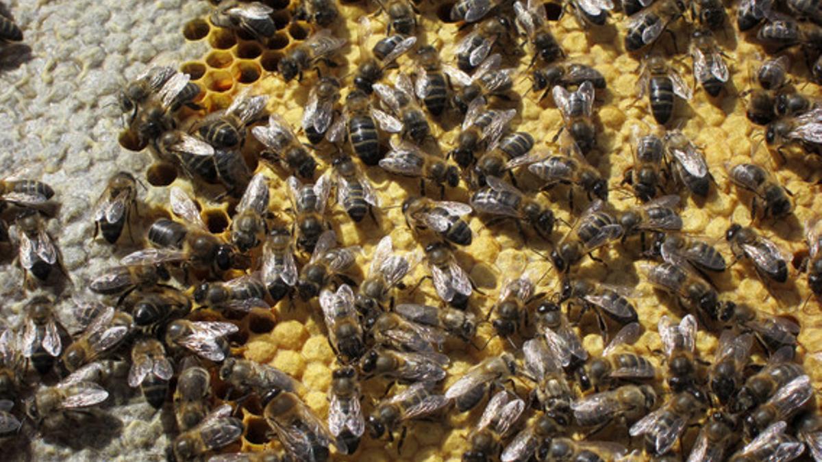 Panal de abejas para investigación del Centro Apícola de Marchamalo (Guadalajara).