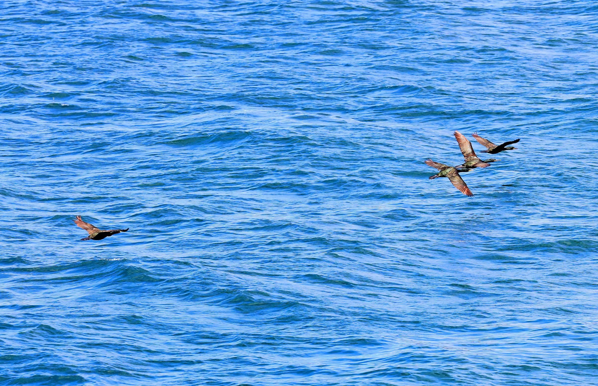 La temperatura del agua en la ría de Vigo alcanza récord