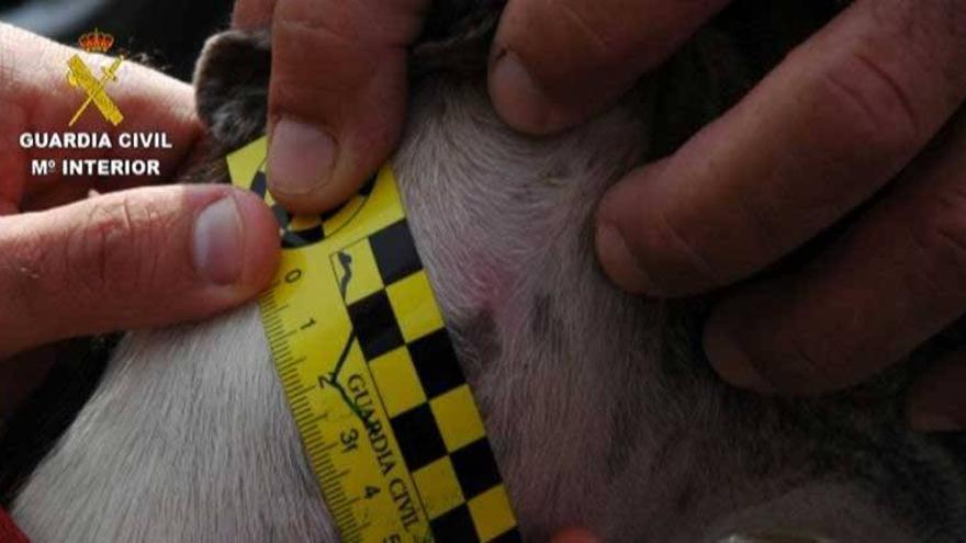 Seis detenidos en Badajoz por el robo de 34 perros de la raza galgo español
