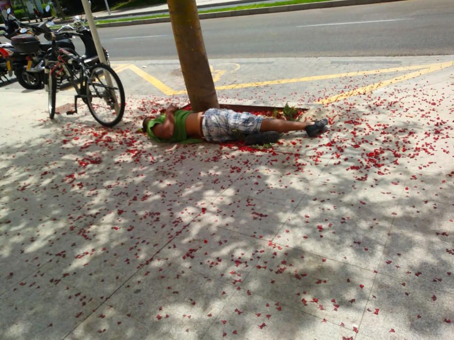 Tumbados bajo cualquier sombra en Palma en plena ola de calor