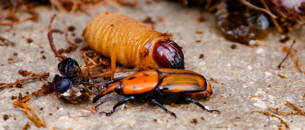 El picudo rojo, un escarabajo que ataca a las palmeras.