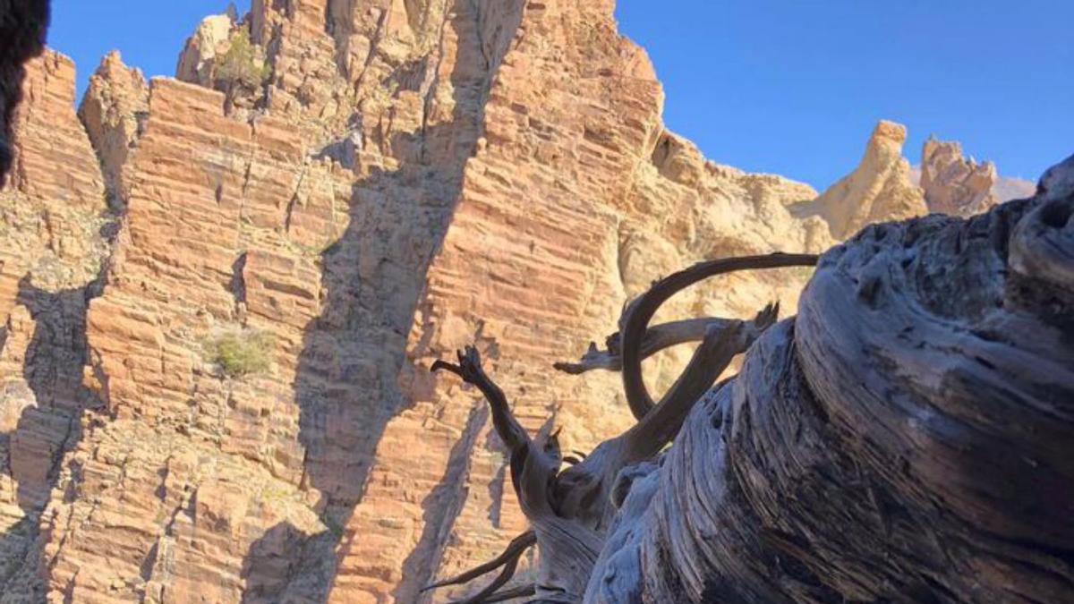 ‘Bárbol’, el cedro que ha vivido seis erupciones en el Teide 