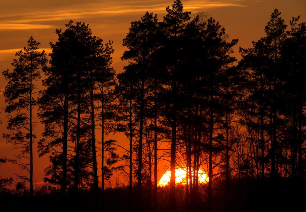 Trees silhouetted during sunset near the town of ...